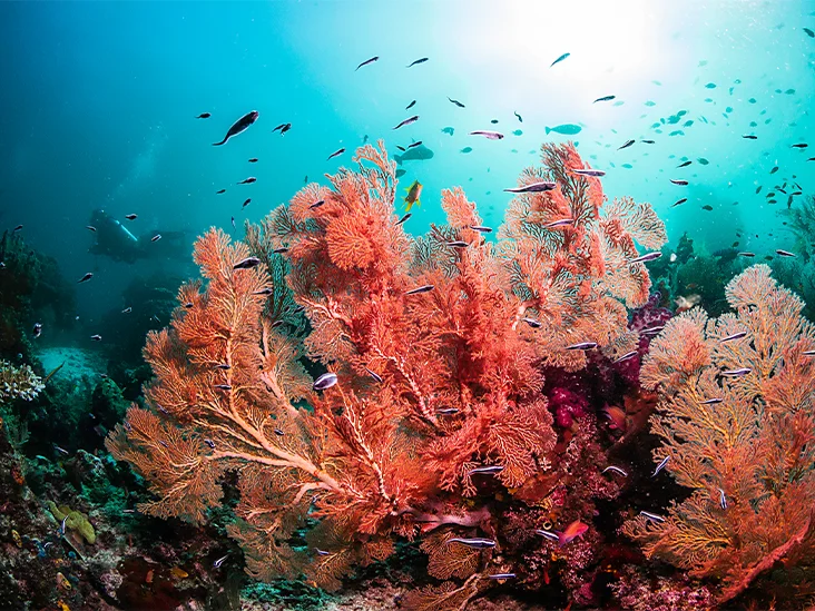 Coral Calcium Plus 60 Cap - Image 3